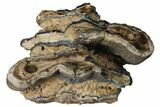 Partial Mammoth Molar - South Carolina #129694-1